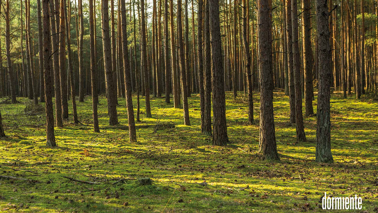Naturbild Wald von dormiente.