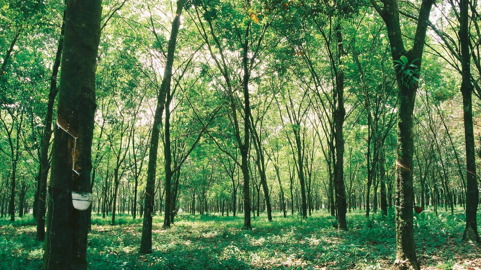 Kautschuk Wald von dormiente.