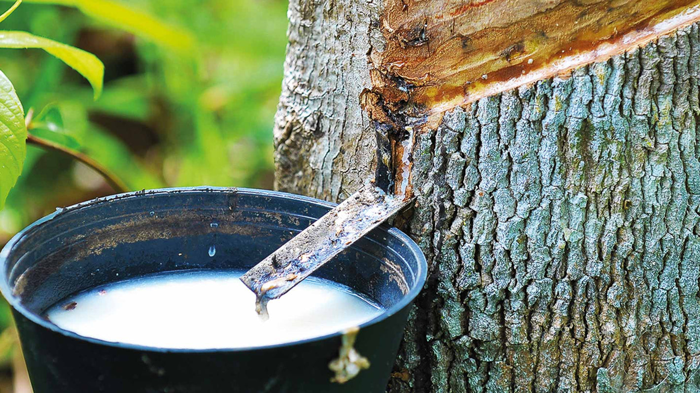 Naturkautschuk Bild von dormiente.