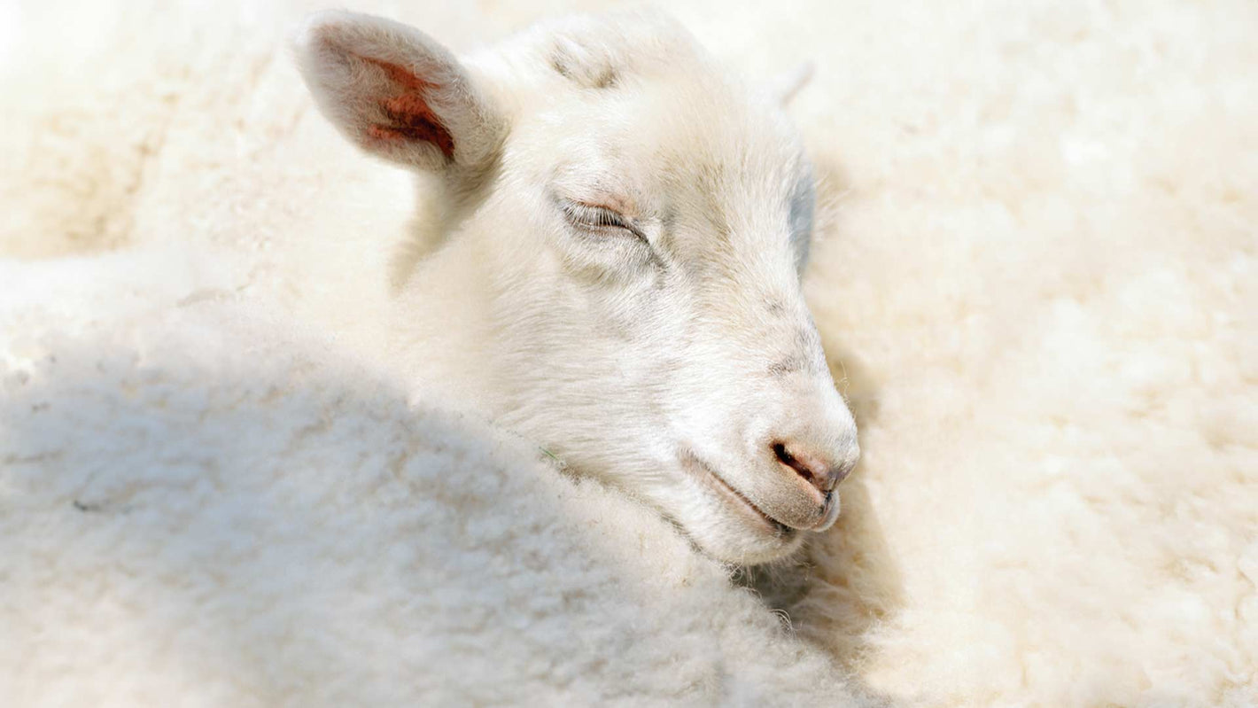 Bild von Schaf und Schafschurwolle von dormiente.